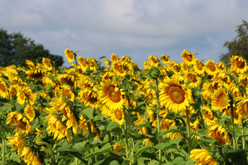 Obraz premium Agriculture, agronomy and farming background. Scenic rural summer landscape with cloudy blue over field of sunflowers close up in a shallow depth of field. Beautiful summer nature background.