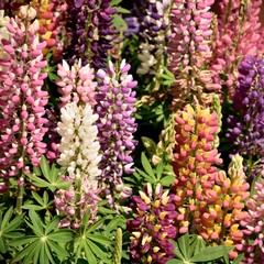 Природа Японии