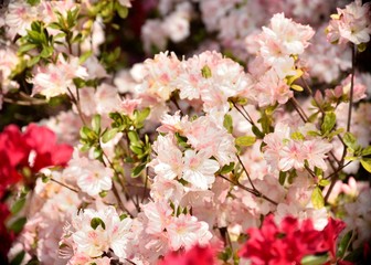 Природа Японии