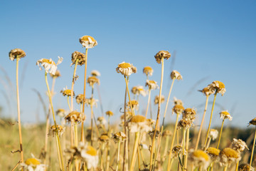 Daisies in the sun