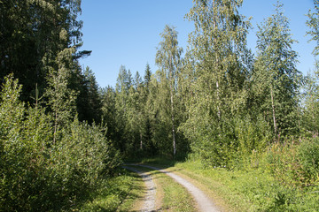 Fototapeta na wymiar The road along the birch grove .