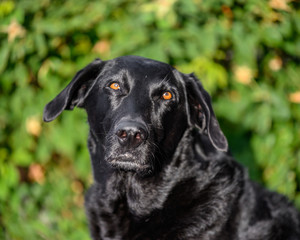 portrait of black Labrador dog