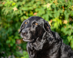 portrait of black Labrador dog