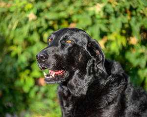 portrait of black Labrador dog