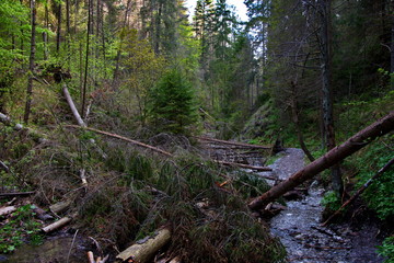 stream in the forest