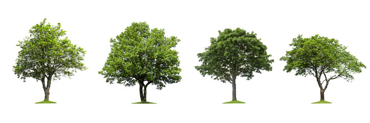 Fototapeta na wymiar Isolated trees on a white background