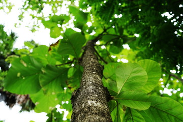 Fototapeta na wymiar Trees in the park in thailand