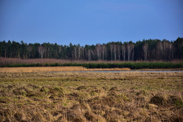 Obraz premium trees in the field