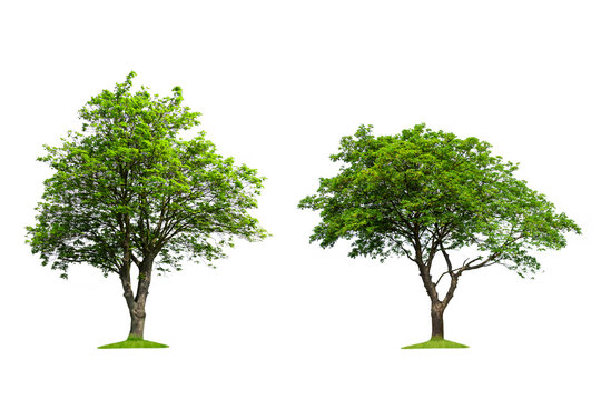  Collection of isolated trees on a white background
