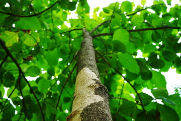 Fototapeta premium Trees in the park in thailand