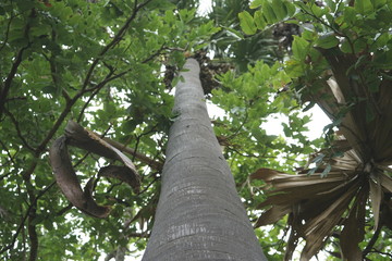 Fototapeta premium Trees in the park in thailand