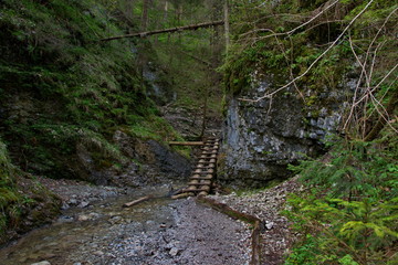 wooden ladder in the forest