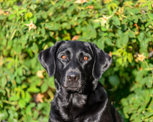 portrait of black Labrador dog