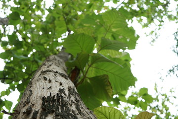 Obraz premium Trees in the park in thailand