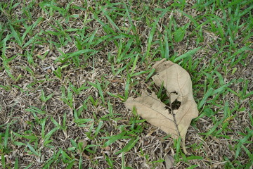 Leaves and lawns in tropical gardens