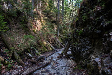 Naklejka premium stream in forest