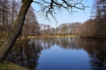 Obraz premium lake in the forest