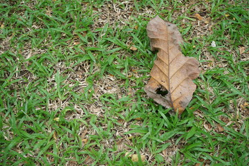 Leaves and lawns in tropical gardens