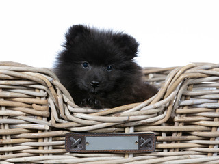 Cute puppy dog posing in a wooden basket. The dog breed is kleinspitz. Image taken in a studio with white background.