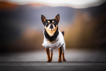 Chihuahua dog on a bridge with autumn colors on the background, depth of field, blurry bacground, empty space