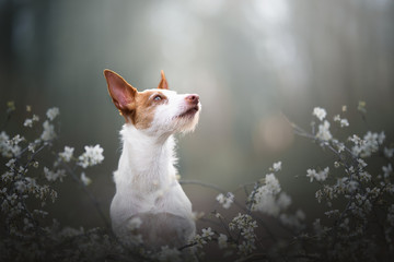 Parson terrier dog with flowers and log