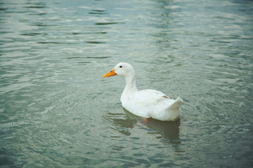 duck in the water