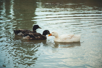 ducks in the water