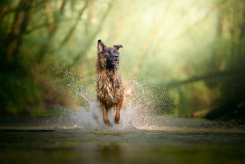 German shpherd dog runnin on the water of a river