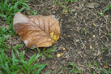 Leaves and lawns in tropical gardens
