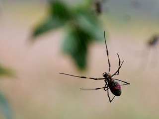 große Spinne im Spinnennetz in Myanmar
