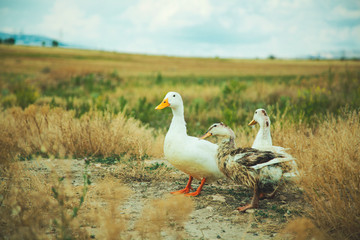 ducks in the grass