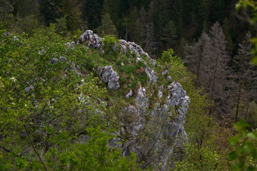 rock in forest