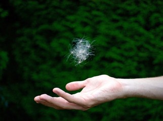 federleicht, Pollen fliegen über Hand