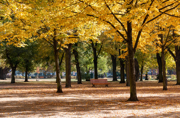 Park with fall foliage