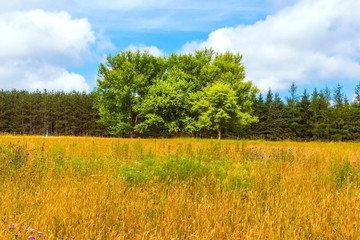 Fototapeta premium Trees in Meadow
