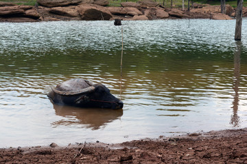 Fototapeta premium a buffalo soak in water between resting on hot day at noon