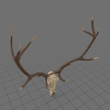 Animal skull with antlers