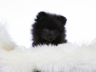 Funny looking and cute little black puppy dog. The dog breed is Kleinspitz.