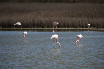  Phoenicopterus roseus flamenco rosa laguna de fuentedepiedra malaga