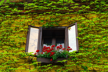 Traditional Austrian window decorated with beautiful flowers and wall covered with vine leaves