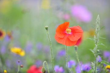 Mohn