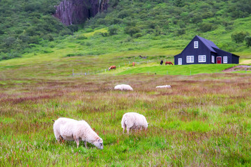 Fototapeta premium Iceland landscape, sheep grazing on green grass with old country house at background