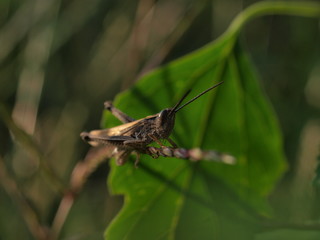 Fototapeta premium OLYMPUS DIGITAL CAMERA