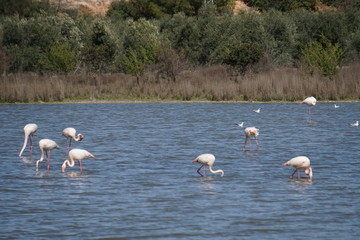  Phoenicopterus roseus flamenco rosa laguna de fuentedepiedra malaga