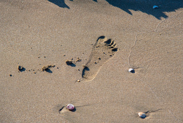 Imprint of a children's foot on the sea sand. Around are seashells.