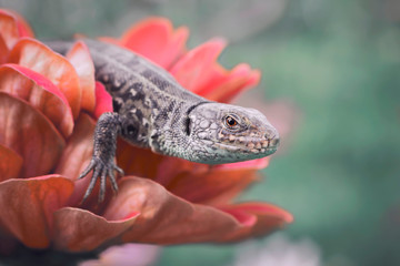 Lizard on a red flower. Green background.