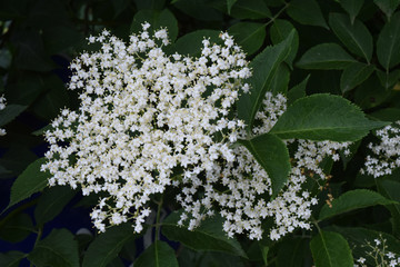 Grappe de fleurs de sureau