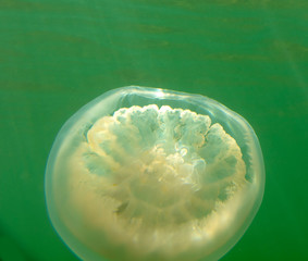 Large marine jellyfish, in a natural habitat