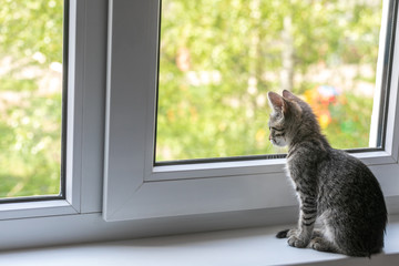 A young cat sits on a window sill by the window and looks out into the street