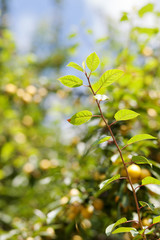 Fototapeta na wymiar Leaves on cherry plum branch.Blurred background